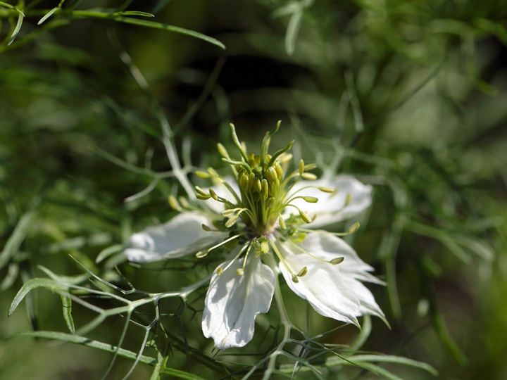 Black Seed Oil
